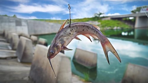 Using GIANT Bait for Spillway MONSTERS Before a Storm! (Surprise Catch)
