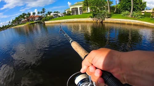 Fishing Perfect Live Bait Along Giant Seawalls
