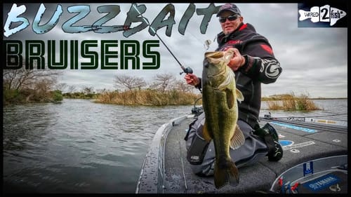 Catching HUGE Bass on Buzzbaits