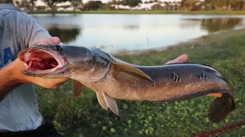 HYPER AGGRESSIVE & INVASIVE Fish PEELS my drag!