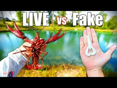 LIVE CRAW vs ARTIFICIAL CRAW Fishing Challenge (ANGRY KAREN!)