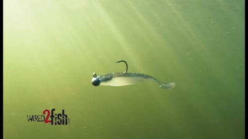 Target Spotted Bass With Finesse Swimbaits