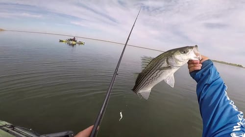 Chasing Schooling Stripers at San Louis Reservoir(O'Niel Forebay)