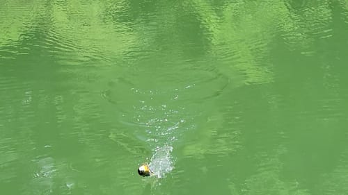 Swimbait Review: Illude/Lunker Fighter Grenade Gill