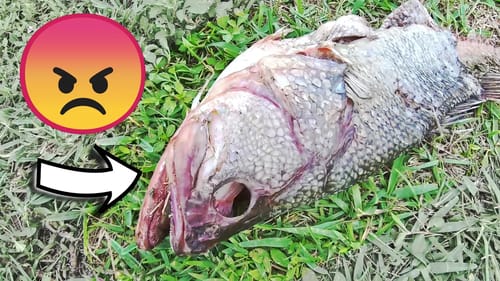 TOURNAMENT Anglers DEVASTATE a LAKE!!! SUCH a WASTE!??!