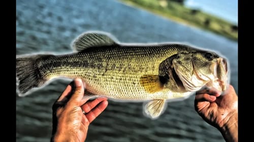 Catching HOT Summer Bass! Best Lure And Technique!