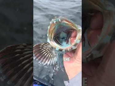 I Caught a Blue Alien…