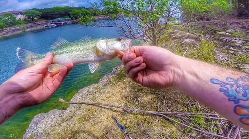 Catching Largemouth Bass on 3 Different Soft Plastic Baits - Fluke, Worm, & Bandito Bug