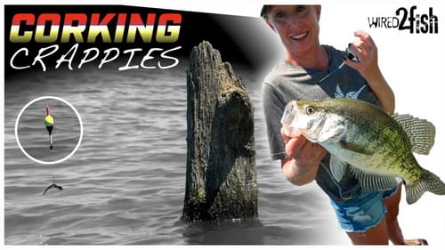 How to Rig and Fish Slip Bobbers for Crappie in Timber