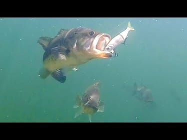 How To Choose The Right Swimbait! (Underwater Swimbait Footage)