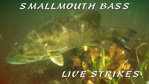 Smallmouth Bass Underwater Strikes