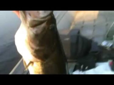 Catching four bass over 7 lbs. in one day.