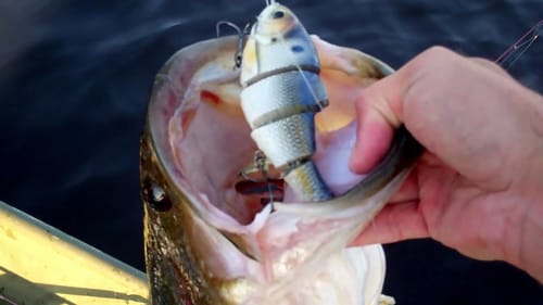 Big Bass on a Bull Shad. Bass Fishing with Big Swimbaits.