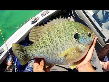 3 POUND SUNFISH in CRYSTAL CLEAR WATER!!!