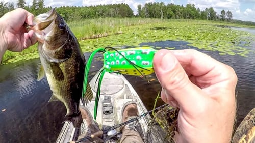 Let's Catch Some Frog Bass!