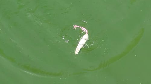 Swimbait Review: Pizz Creep 3 and Lil Creep