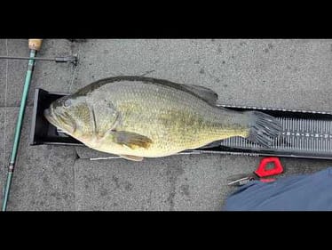 Swimbait Fishing on Lake Champlain & The Biggest Largemouth in 28 Years!