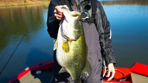HOT New Lure Catches GIANT BASS (New PB)