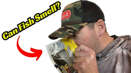 Can Fish Smell? This Might Surprise You!