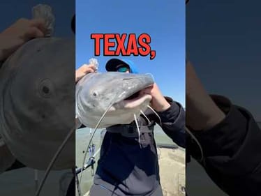 Catching Monster Fish with Massive Shad Bait in Texas #fishing