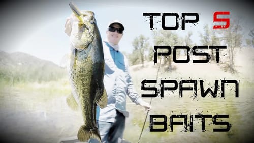 Top 5 Post Spawn Baits
