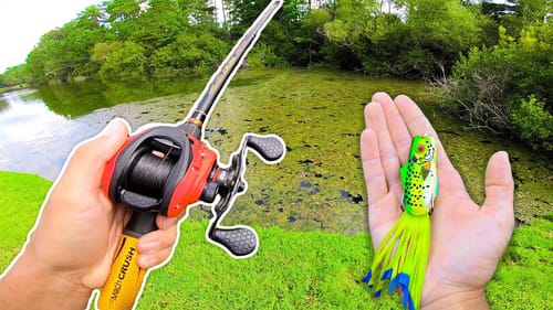 Searching for GIANT Bass w/ FROGS (Bank Fishing)