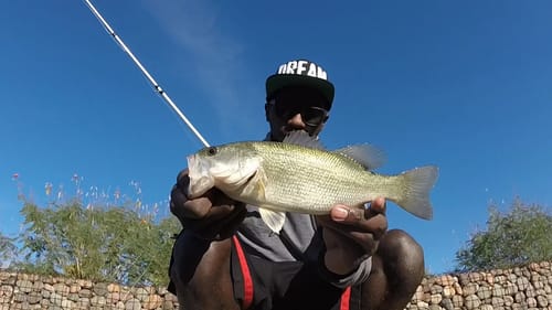 Fall Bass Fishing With Topwater And Jerkbaits