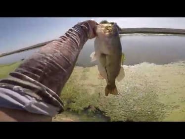 Giant Bass in Irrigation Canal