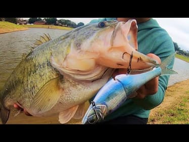 200 dollar SHAD SWIMBAIT catches MONSTER BASS!