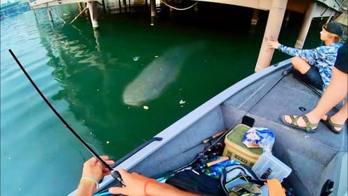 It’s COMING STRAIGHT FOR THE BAIT!!! (DOCK GIANT)