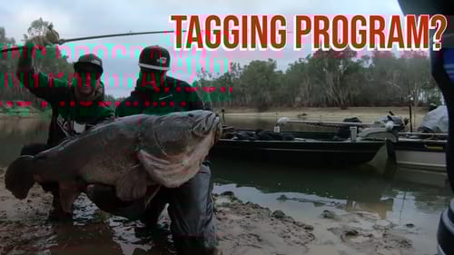 Murray Cod Tagging Program Results