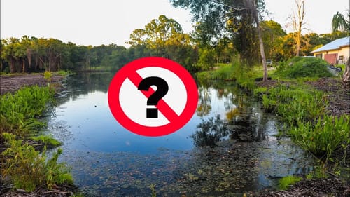 You'll Never Believe What Snuck Into My POND!