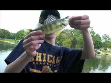 Flippin' For Panfish: 2009
