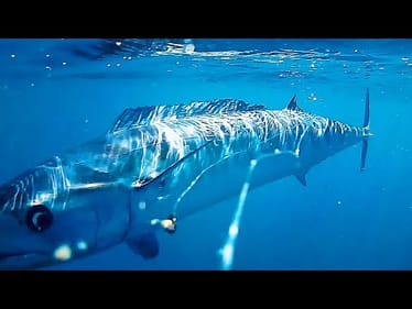 The 3rd Fastest Fish in The Ocean