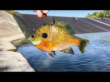 BIGGEST of the YEAR!!! (Spillway MONSTER + Surprise Catch!)