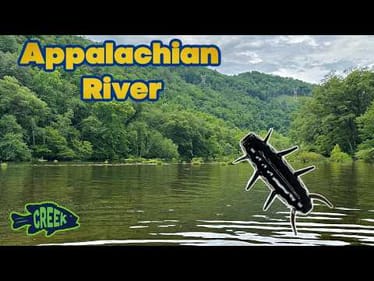 Bluegrass Bug vs Wild Mountain Stream