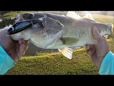 Bank Fishing Ponds - Whopper Plopper Topwater Blowups!