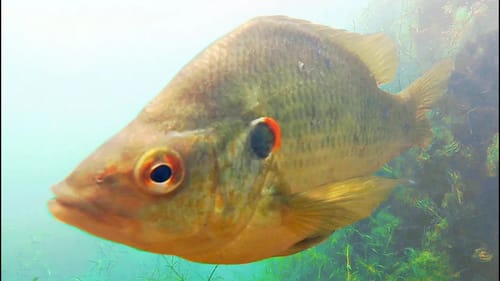 Fishing For HUGE 2LB SHELLCRACKER ON BED! (Underwater Panfishing)