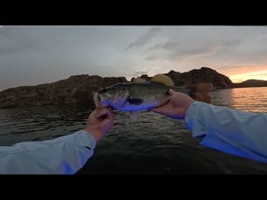 Saguaro Lake Bass Fishing