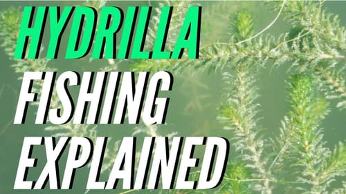 Fishing Hydrilla Explained (A Bass MAGNET)