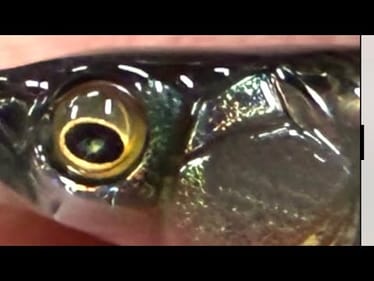 This Lure Is Like Fishing With Live Bait 