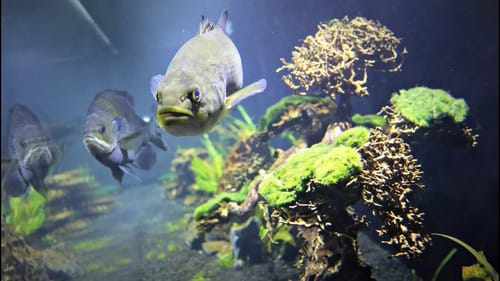 How to Raise Pet Largemouth Bass