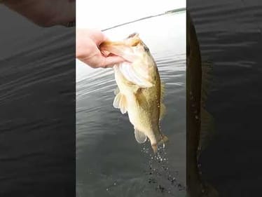 Big Bass on Jig!