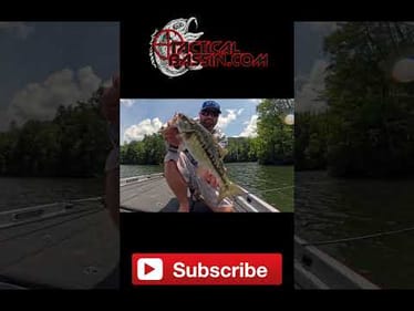 This Topwater Has Serious Drawing Power! 😎