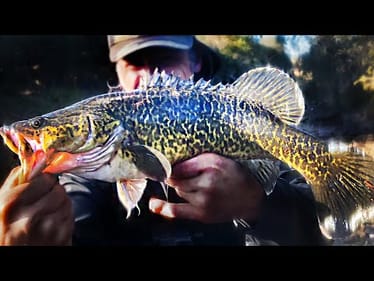Murray Cod - Hunting The Legendary Australian Fish Of Ten Thousand Casts