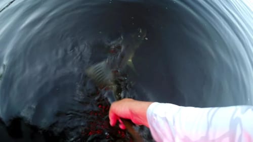 So Many Topwater Blow Ups