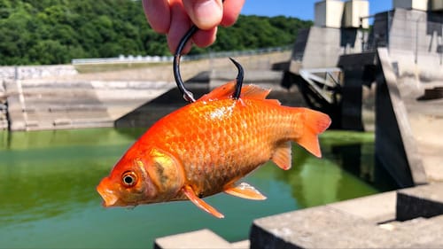 The BIGGEST One I've Caught In YEARS!!!