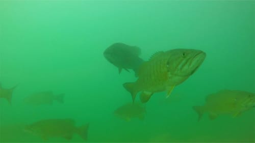 How to Find and Catch Offshore Bass with Todd Faircloth