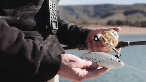Murray Cod Swimbaiting Defiant 232 #BigBassDreamsAustralia