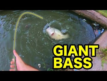 You won’t BELIEVE the WEIGHT of this MONSTER BASS!